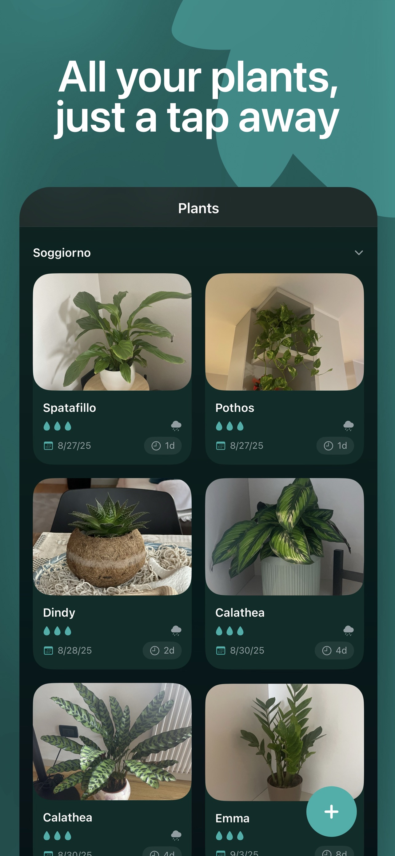 Petalum - 2